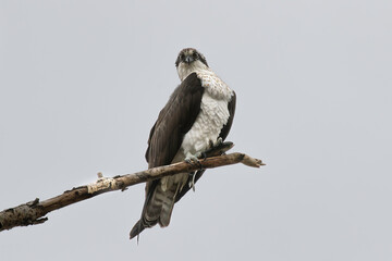 Osprey with fish