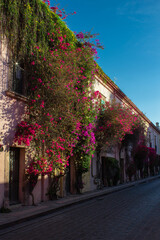 beautiful street in the center of Queretaro with flowers on the walls and very colorful trees with a clear sky