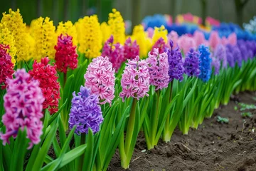 Gardinen Colorful hyacinth flowers in flowerbed. Rows of pink, purple, blue © lermont51