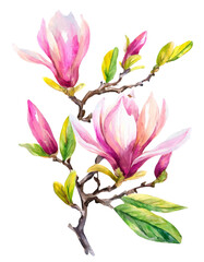 
Watercolor floral illustration with blooming pink magnolia flowers and branches isolated on white background
