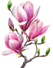 
Watercolor floral illustration with blooming pink magnolia flowers and branches isolated on white background
