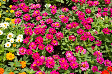 Zinnia flower in the garden