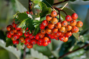 Obraz premium Vibrant Rowan Berries Clinging to a Branch