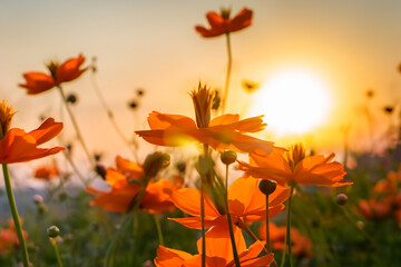 Flores naranjas en el campo en el atardecer en primer plano iluminadas con la última luz de la tarde. IA