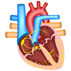 Conducting System of the Heart - Medical Vector Illustration