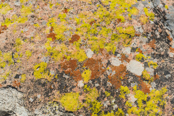 Peña de Bernal monolith rock texture details