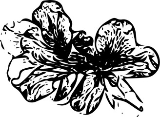 Black and White Sketch of Twin Hibiscus Flowers