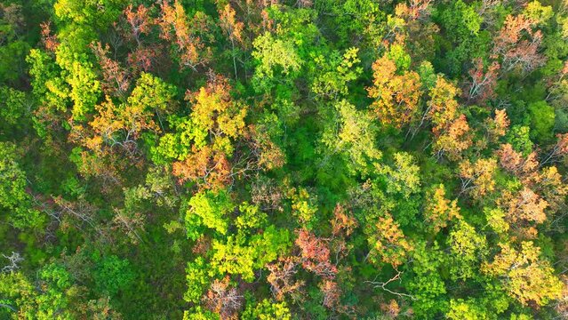 Behold the enchanting spectacle of a Thai deciduous forest ablaze with fiery hues. A drone's eye reveals nature's artistry, a canvas of red, yellow, and orange leaves painting the land. Film stock.
