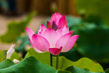 Obraz premium View of the lotus flower on the pond