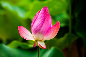 Fototapeta premium View of the lotus flower on the pond