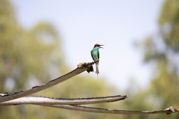 The beauty of Blue-tailed bee-eater and Chestnut-headed Bee-eater in Thailand.