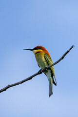 The beauty of Blue-tailed bee-eater and Chestnut-headed Bee-eater in Thailand.
