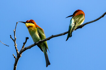 The beauty of Blue-tailed bee-eater and Chestnut-headed Bee-eater in Thailand.