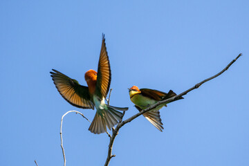 The beauty of Blue-tailed bee-eater and Chestnut-headed Bee-eater in Thailand.