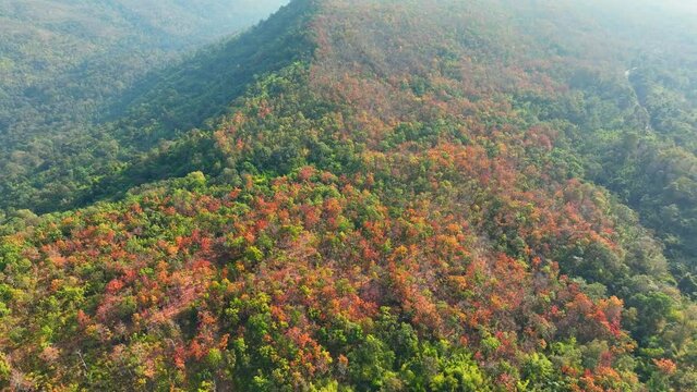 Aerial footage unveils the breathtaking beauty of Thailand's Deciduous Dipterocarp Forest as it dons vibrant red, yellow, and orange attire during the shedding season. Nature stock footage. 4K.
