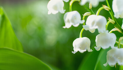 Lily of the valley or Convallaria flower closeup on blurred green background. Beautiful Wide Angle Nature Spring Wallpaper. Panoramic Floral header Web banner with copy space for text
