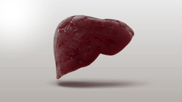 Liver.02