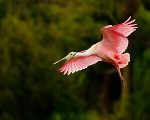 Roseate Spoonbill is preparing to land.