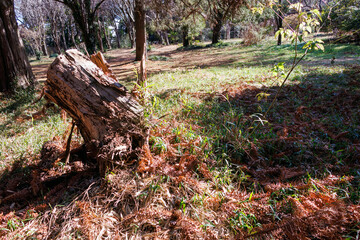 日本国東京都文京区、小石川植物園にて。
2024年2月10日撮影。
At Koishikawa botanical garden, Bunkyo-ku, Tokyo, Japan,
photo by February 10, 2024.
