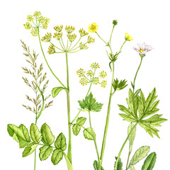 Fototapeta na wymiar watercolor drawing plants, wild flowers at white background , hand drawn botanical illustration