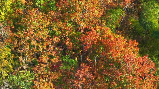 Explore Thailand's Deciduous Dipterocarp Forest from a drone's view, where nature paints a striking picture with red, yellow, and orange leafy splendor. Greenery and flora concept. 4K stock footage. 
