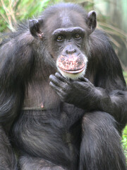chimp portrait