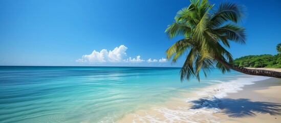 Fototapeta na wymiar Beautiful palm tree on the tranquil and scenic sandy beach on a sunny day with clear blue sky