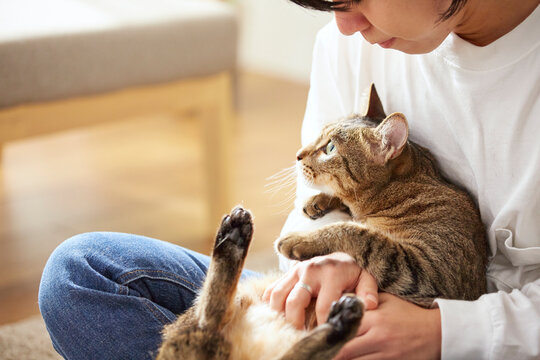 人に抱きかかえられている猫
