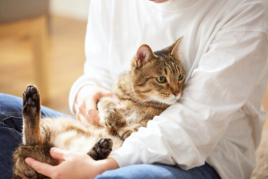 人に抱きかかえられている猫