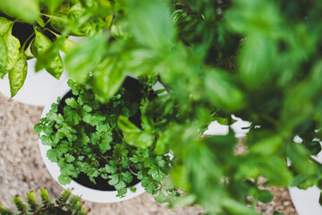 close-up of cilantro plant outdoor in sunny vegetable garden