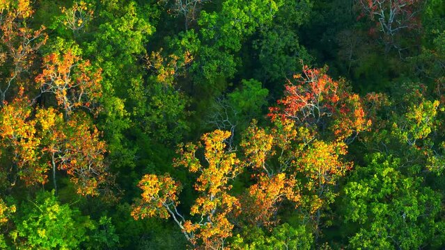 Behold the enchanting spectacle of a Thai deciduous forest ablaze with fiery hues. A drone's eye reveals nature's artistry, a canvas of red, yellow, and orange leaves painting the land. Film stock.
