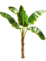 banana tree isolated