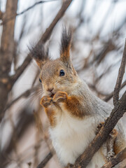 The squirrel with nut sits on tree in the winter or late autumn
