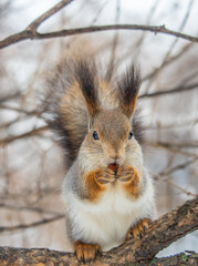 The squirrel with nut sits on tree in the winter or late autumn