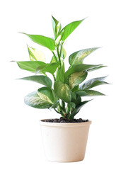 Fototapeta premium Aglonema House plant Isolated on white