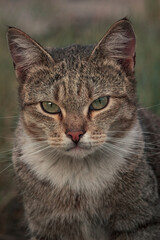 Obraz premium close up portrait of a cat