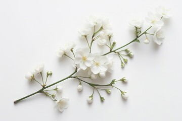 Sakura flowers isolated on a white background Representing the delicate beauty and transient nature of cherry blossoms Symbolizing spring and renewal