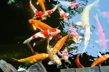 Many koi carp in the pond