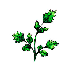 green parsley sketch hand drawn vector