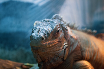 An iguana in a tree.