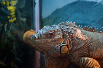 Fototapeta premium An iguana in a tree.