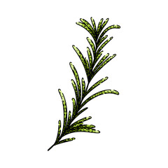 branch rosemary sketch hand drawn vector