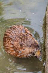Wild animal Muskrat, Ondatra zibethicuseats, eats on the river bank