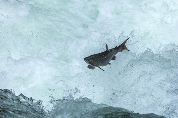 Wild salmon swimming upstream at Brooks Falls in Katmai National Park (Alaska).