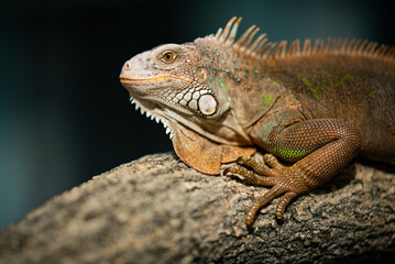 lizard, animal, green lizard with blur background