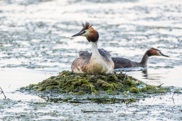 Great Crested Grebe, Podiceps cristatus, water bird sitting on the nest, nesting time on the green lake