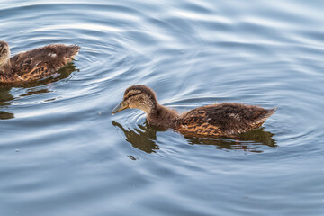 Cute little duckling swimming alone in a lake or river with calm water