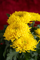 Yellow Chinese chrysanthemums against a rich red background, celebrate Chinese New Year, Lunar New Year
