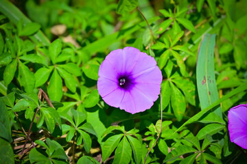 Fototapeta na wymiar purple iris flower