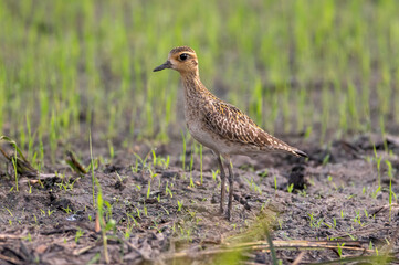 Pacific Golden Plover medium sized shorebird